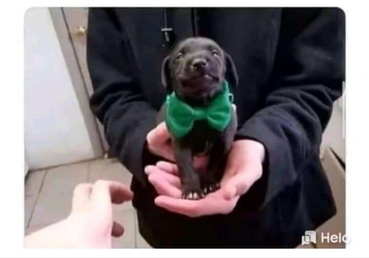 E seu! Você deve colocar o nome da última coisa que você comeu. 

Como ele se chamaria?