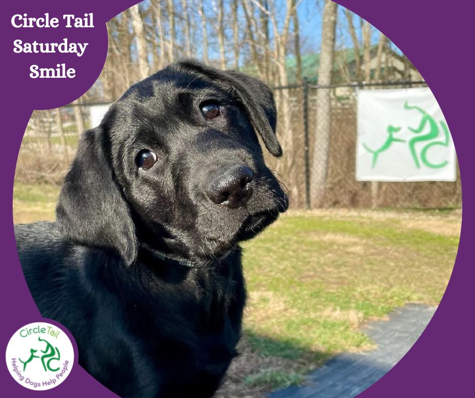 Your Circle Tail Saturday Smile is brought to you by Geo!

Geo is the newest service pup in training at Circle Tail.  He joins us from ICAN.
  
#circletail #helpingdogshelppeople #partnerswithpaws #saturdaysmile