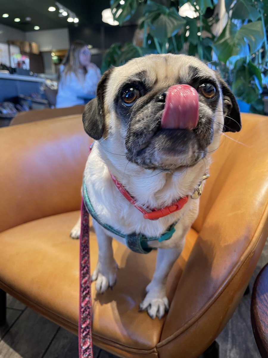 ItsMatchaThePug's tweet photo. Hey twitter fam! What’s crack-a-lackin?? #MatchaThePug #HappySaturday #starbucks https://t.co/JlYcTq1pSd