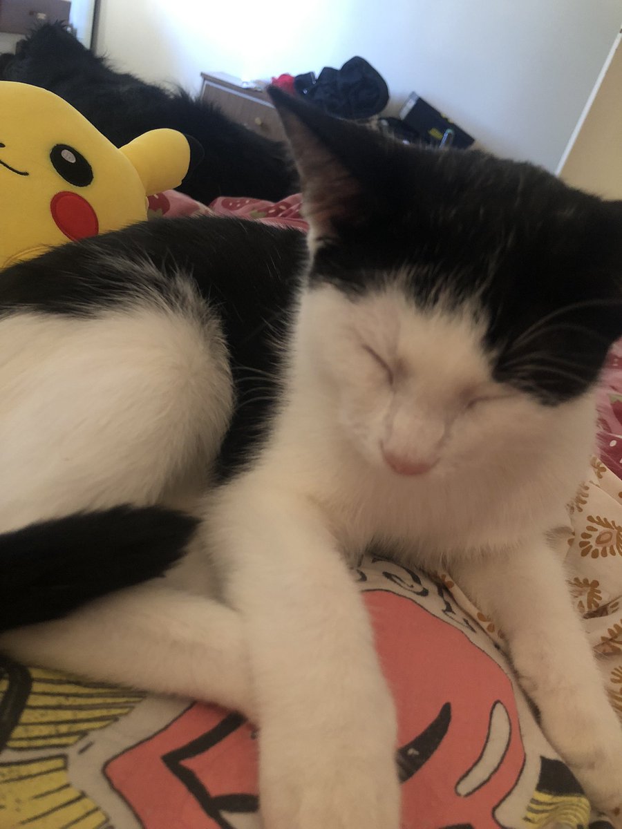 I’m sick so bed time and puppy/kitty cuddles