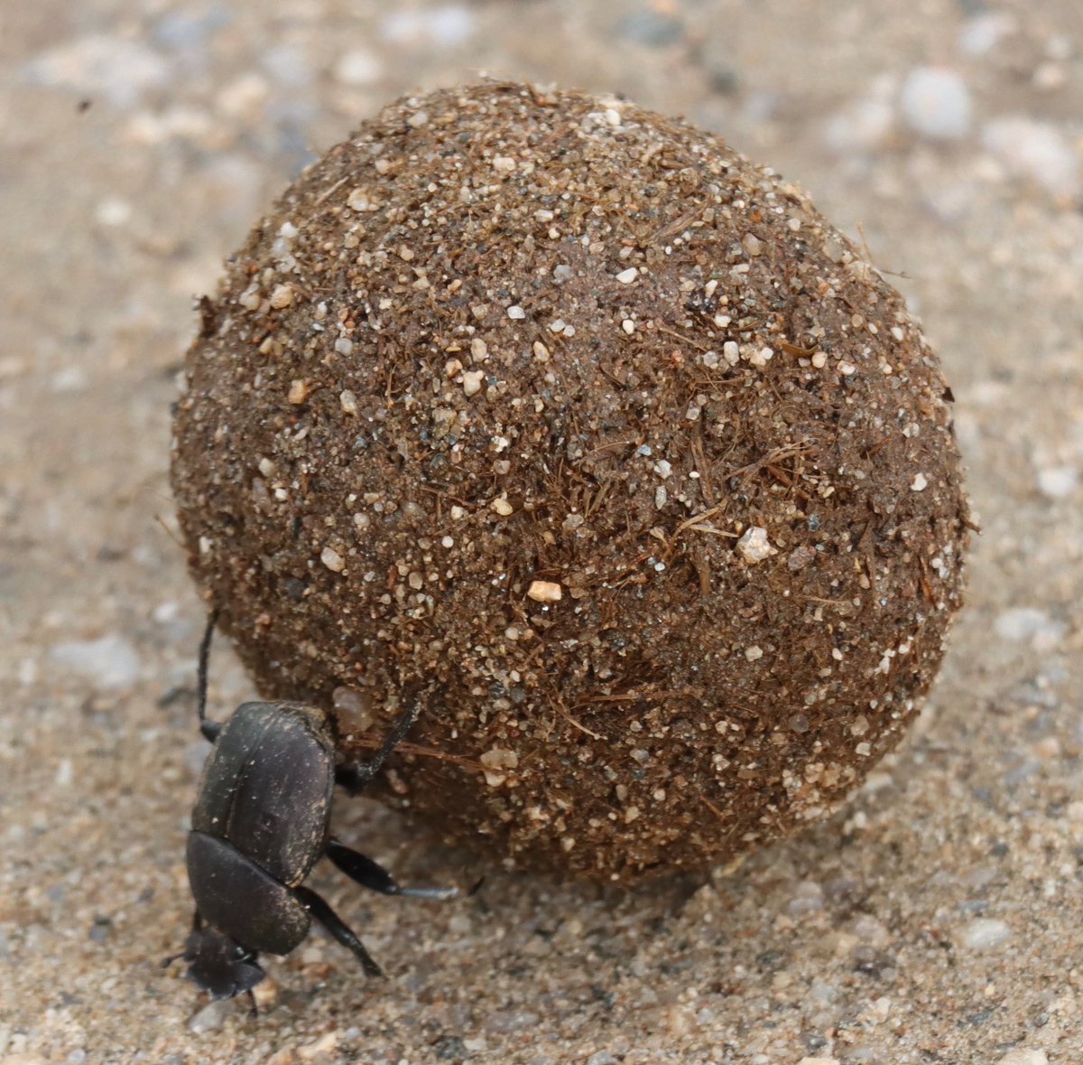 Important little guys…safari isn’t just about the big 5…it’s the little things too.  

Interesting fact……there are 800 unique species of dung beetle in South Africa, compared to 60 in the UK!

Learned this on safari with Wildlife-Dreams 

#wildlifedreams #safari #ANTARES
