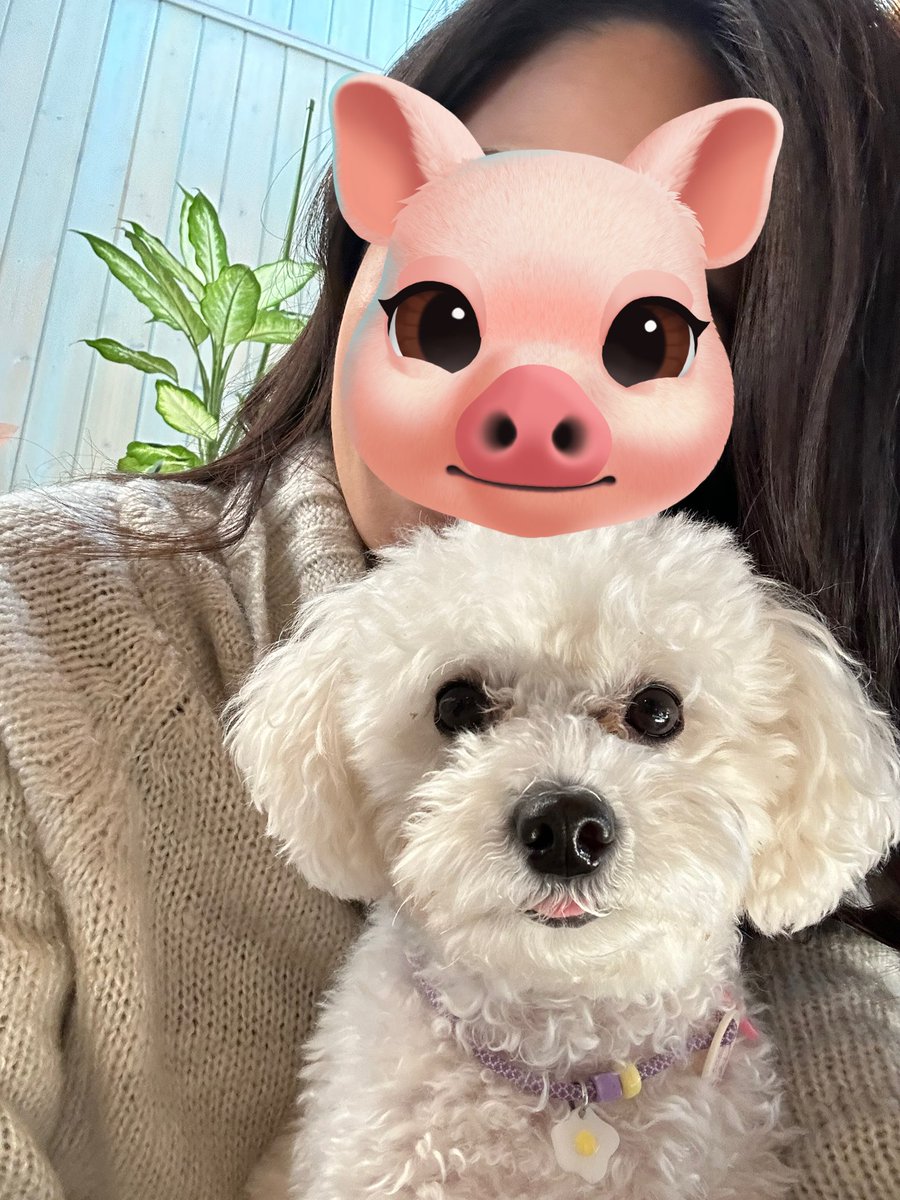 mitsuki_desuyon's tweet photo. ステファニー🐶が私以外の人間や犬に吠えまくるから、ママから「グルル」って呼ばれるようになった。笑 https://t.co/VkttfVT5Cf