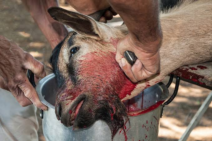 MarcelloTunasi's tweet photo. Dans la nouvelle alliance les sacrifices des animaux et l’encens ne sont plus utiles car 
Jésus-Christ est le sacrifice parfait et nos prières sont l’encens véritable. Amen 🙏 
Jean 1 :29 , Apocalypse 5:8 
#Grâce #saine_doctrine https://t.co/rpHt0X6FSl