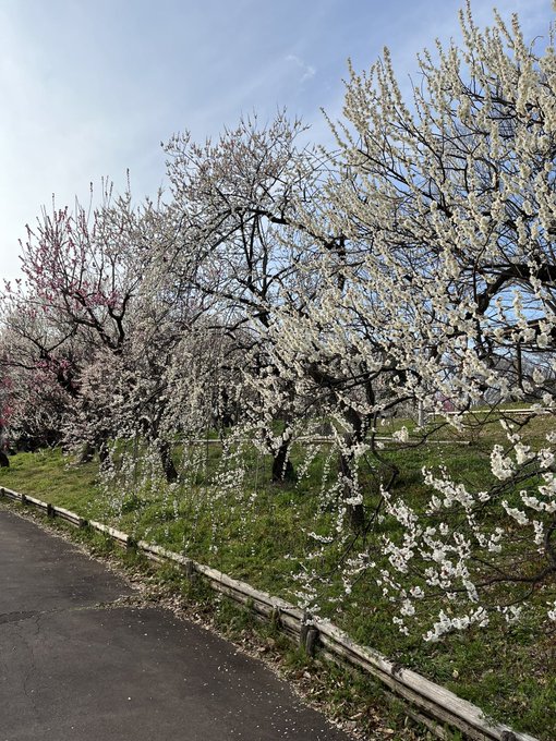 梅園に行ったのです 