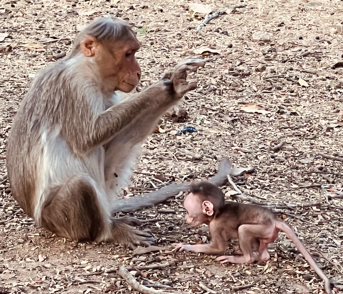 NomadChandru's tweet photo. “ಆಯುಷ್ಮಾನ್ ಭವ. ಏನಾದರೂ ಆಗು- ಮಾನವನಾಗಬೇಡ.” https://t.co/5e8b3a9E5U