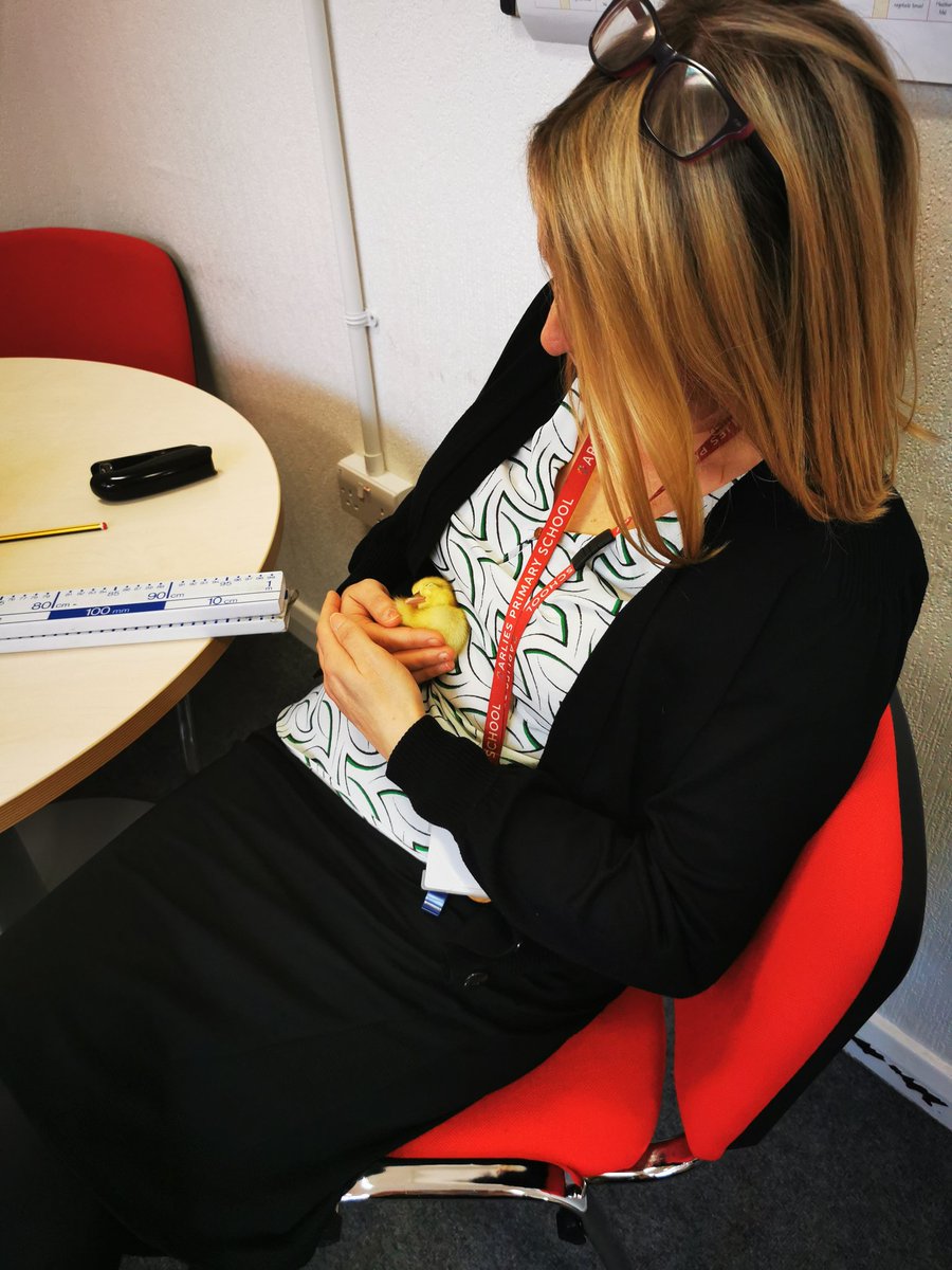 arliestameside's tweet image. 5 little ducks have joined us at Arlies! 🦆 Y2 have had an immense week watching them hatch and caring for them #inspiration #realexperience #buildingopportunities #schoolvalues