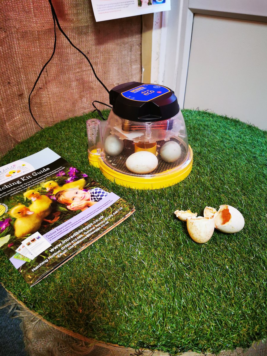 arliestameside's tweet image. 5 little ducks have joined us at Arlies! 🦆 Y2 have had an immense week watching them hatch and caring for them #inspiration #realexperience #buildingopportunities #schoolvalues