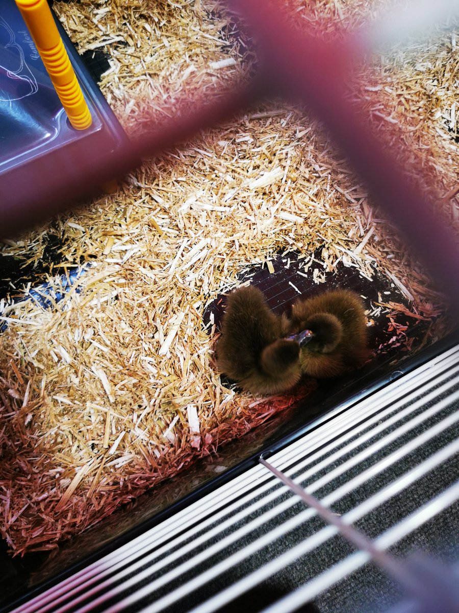 arliestameside's tweet image. 5 little ducks have joined us at Arlies! 🦆 Y2 have had an immense week watching them hatch and caring for them #inspiration #realexperience #buildingopportunities #schoolvalues