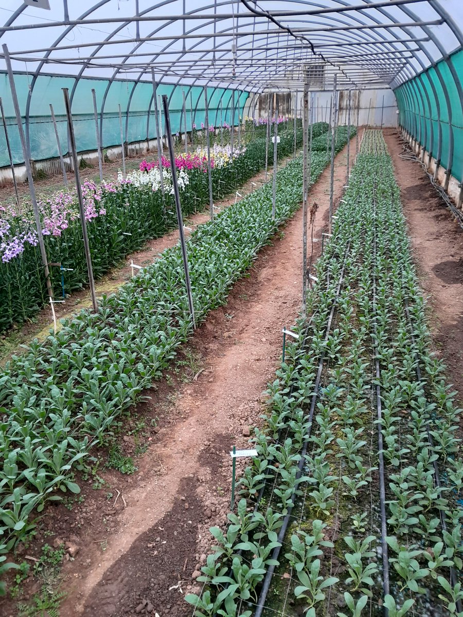 Comment cultiver les giroflées d'hiver ? Après avoir mis au point le tri des fleurs doubles au stade 'jeunes plants', #ASTREDHOR méditerranée optimise les dates de plantation.
Pour plus d'informations rejoignez-nous astredhor.fr.