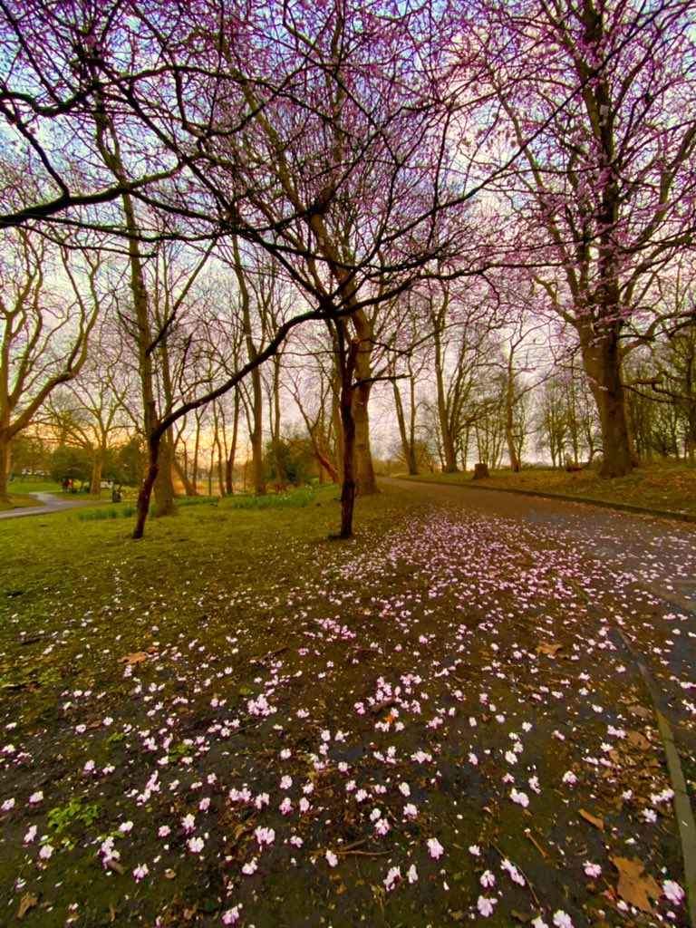 Spring time in Liverpool’s parks this week