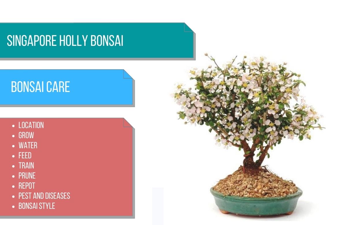 AgroTexGlobal's tweet photo. Singapore Holly bonsai care 
 
https://t.co/oAbJww8f85
 
#agriculture #agriculturenews #agrinews #agronews #farming #agricultureworld #agrilife #fruit #vegetable #agritech #Krishinews #farmer #producetrade #producenews https://t.co/coOJt5Hz2A