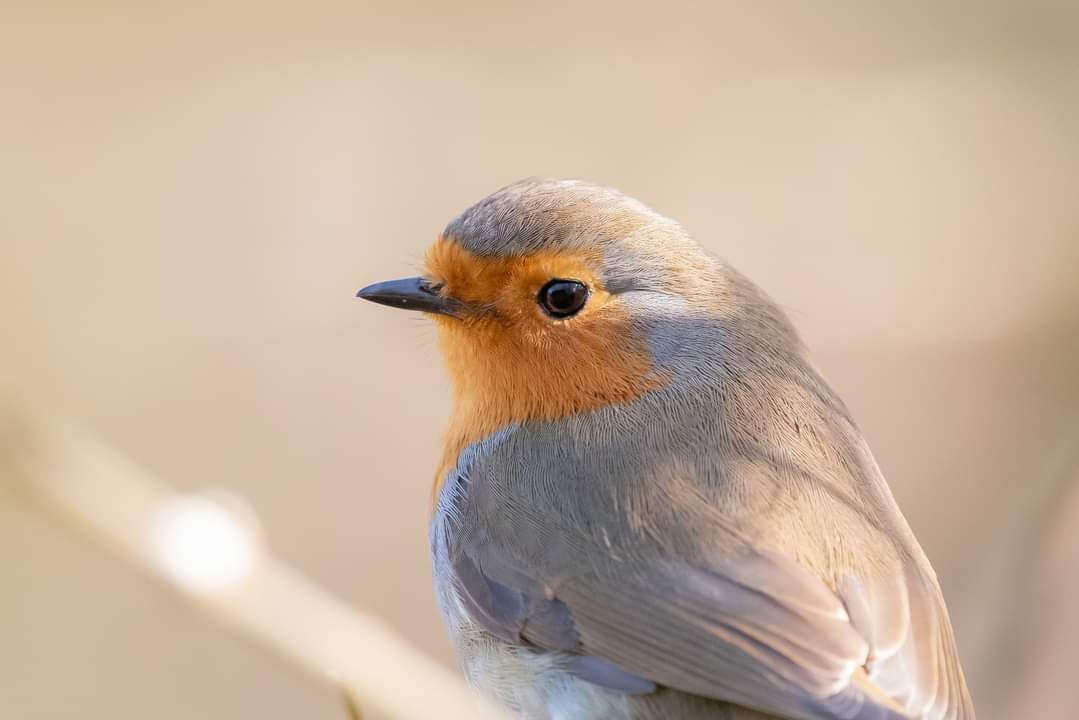 Bev Teague tweet media