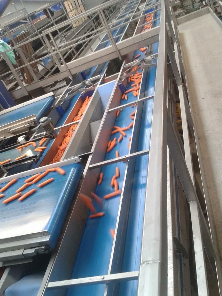 AgriFoodTrade's tweet image. #carrots #marchew #mohren #mrkev #dutchcarrotgroup