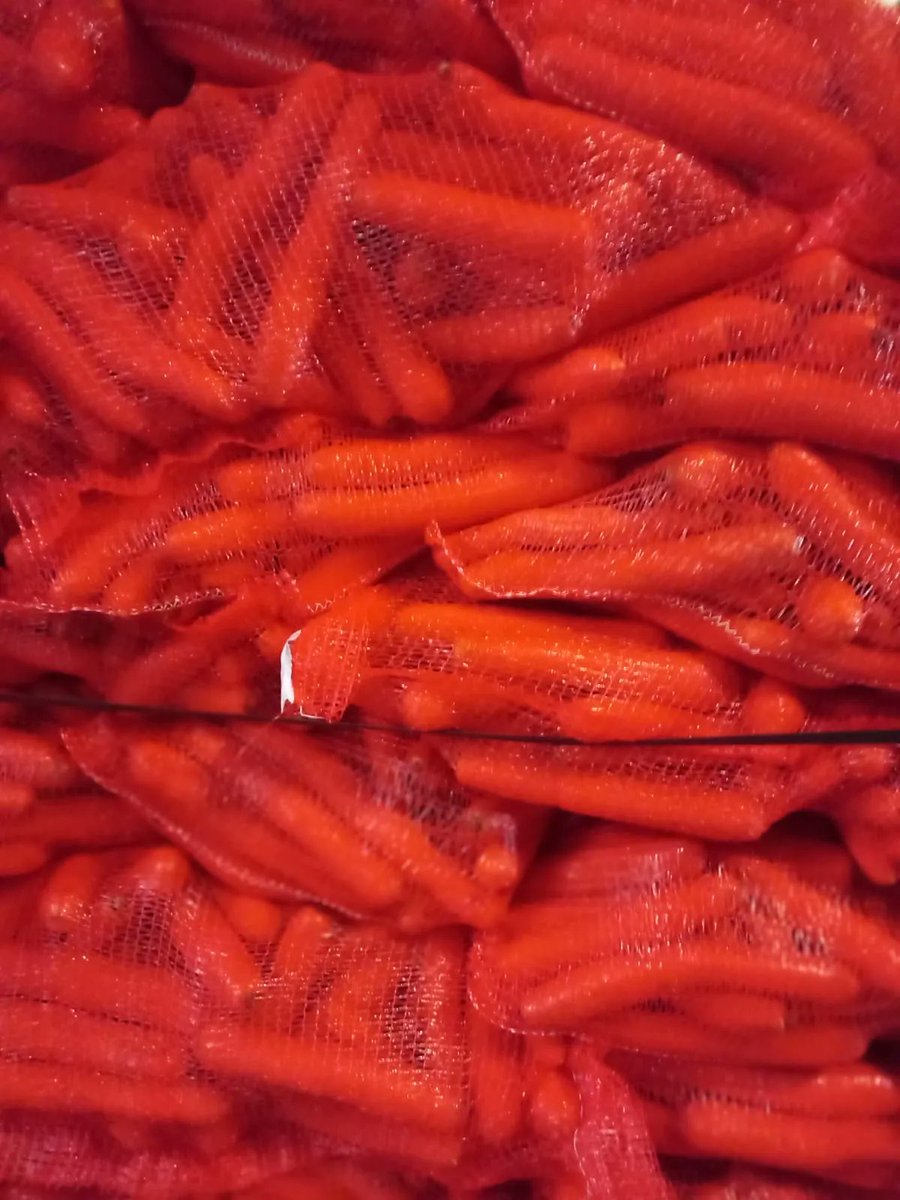 AgriFoodTrade's tweet image. #carrots #marchew #mohren #mrkev #dutchcarrotgroup