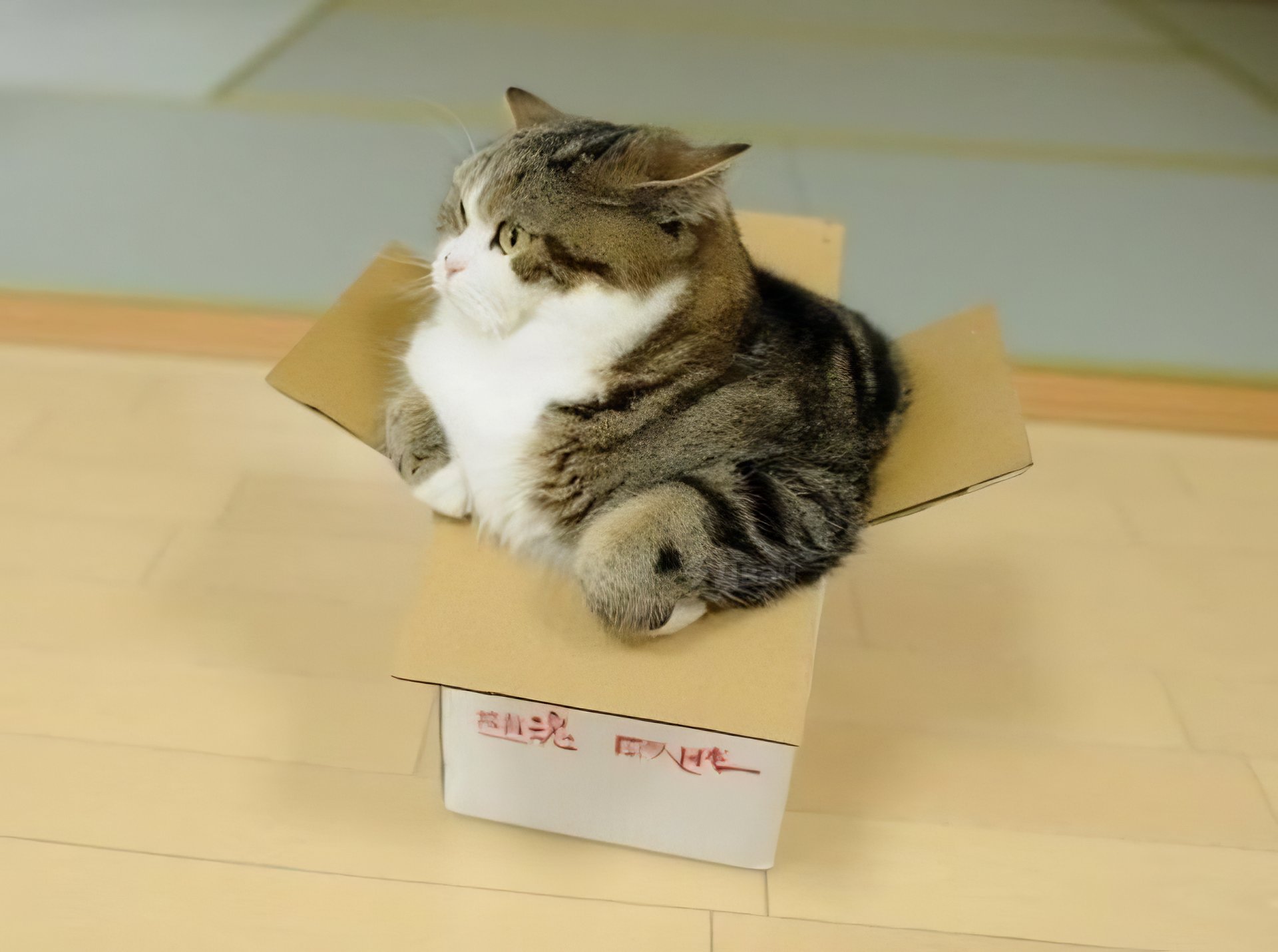 Кот в коробке