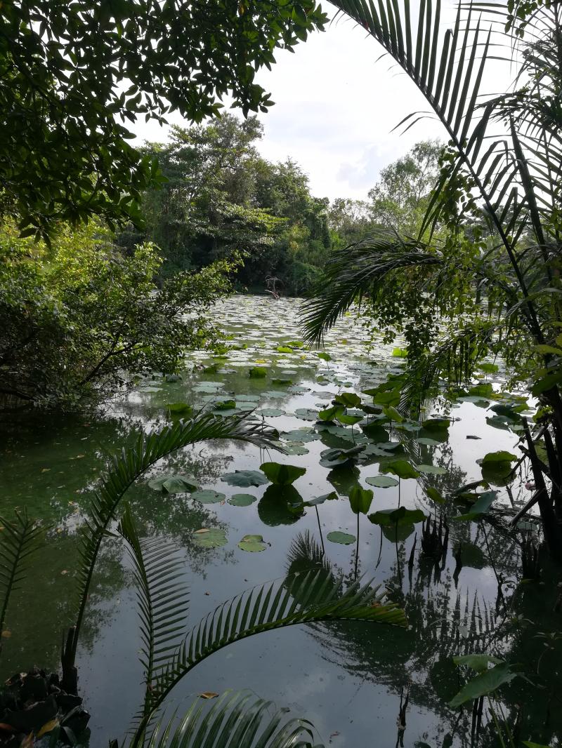 ChrisCsd1's tweet image. #Bangkok #Backgroundimage In case anyone is interested, my Twitter background pic was taken by me with my humble android phone camera. It&apos;s a lagoon in one of the largest parks in the city &amp;amp; a wonderful green space. We&apos;ve visited it a number of times &amp;amp; will return there again.