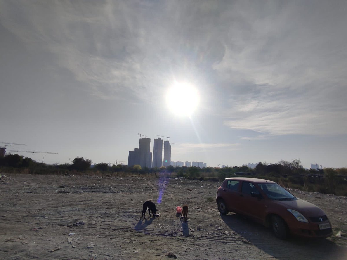tarana2510's tweet image. Feeding Community Animals at Sunrise 🌄 Today AM 
We continue to make@friends with #JaypeeAman #CommunityDogs through Feeding&amp;amp;Caregiving, so that we can Vaccinate &amp;amp; Sterilize hundreds of #StreetDogs #AnimalsarePeopleToo #ABCRules2001 #NoMore50 @julie_dutto @Intheprezent @avc_201