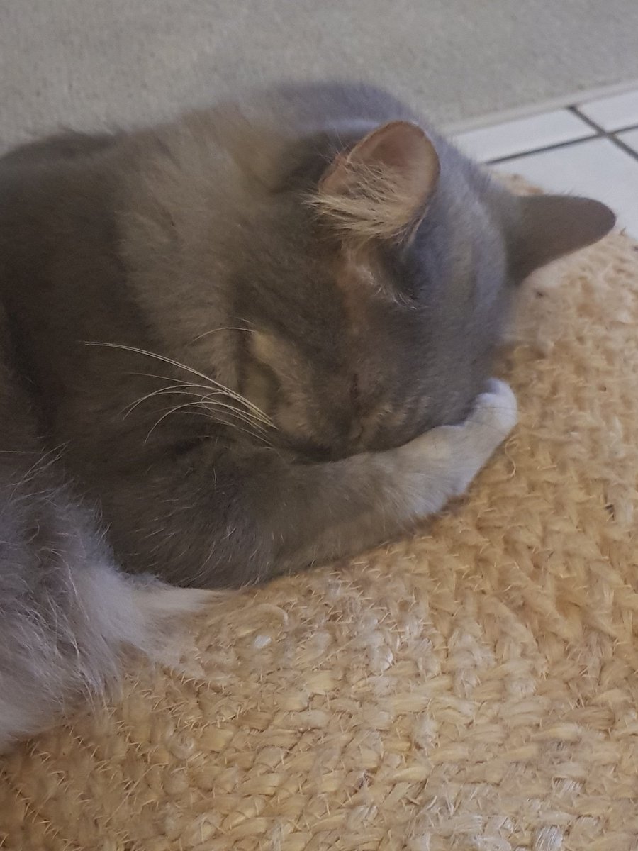 millyfromoz's tweet photo. Today I threw up on my mum's sandals and I'm hiding my head in shame. 😿🤢
#SoEmbarassing #Sorry #RovyCat https://t.co/AYWkthNZtu