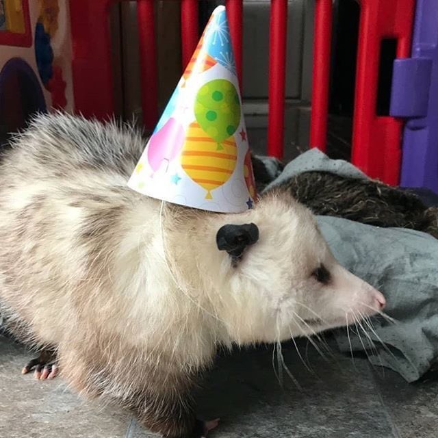 Possumeveryhour.io (@possumeveryhour) on Twitter photo 