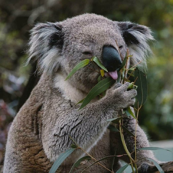 Food coma incoming...😆  Cheers to IG/joshpricevisuals for capturing this adorable #koala on a recent<a href="/tag/victoria"class="tags"><span>#victoria</span></a><a href="/tag/koala"class="tags"><span>#koala</span></a><a href="/tag/seeaustralia"class="tags"><span>#seeaustralia</span></a><a href="/tag/visitvictoria"class="tags"><span>#visitvictoria</span></a>