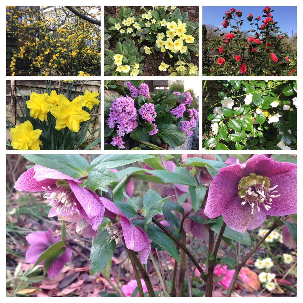 jobutlerthomas's tweet photo. #SaturdayMorning    Good Morning .       Bore da .
Late Winter line up.          Kerria , Primrose, Camellia Japonica ,
Hebe , Hellibore  &amp; Bergenia  . #weekendgarden https://t.co/pEfJqLRRR4