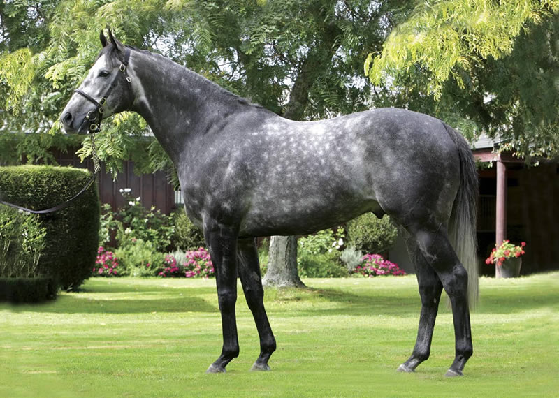 NZTM_TWEET's tweet photo. In Singapore the New Zealand bred #Seson (5g Dalghar-Kalevala) has won tonight. His sire Dalghar (pic) stands at @brighthillfarm. #VisitInvestWin https://t.co/evF2pafvNi