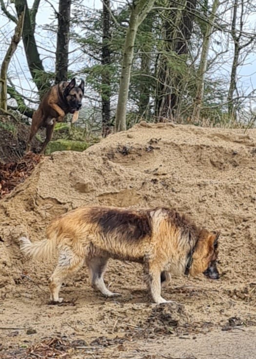 I'm on my holidays while my Mam and Dad are on theirs. It seems that I'm having a great time in the sandpit, I bet the boarder's own dog can't wait for me to leave.

#FlyingDogs #Malsatian #GSD