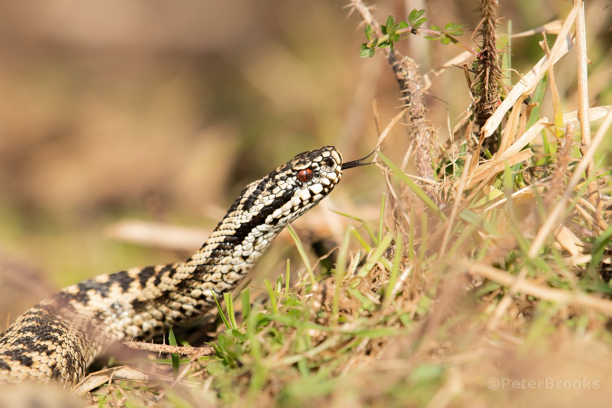 Adder enjoying the sun this week on the South Downs <a href="/sdnpa/">South Downs National Park</a> <a href="/SussexWildlife/">Sussex Wildlife Trust 🦔</a> <a href="/SussexLifeMag/">Sussex Life</a> #eastbourne #eastsussex #beachyhead