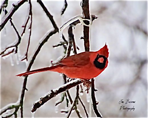 Jbusc33's tweet photo. #cardinals #birds #beauty #backyard #male #wildlife #wildlifephotography #upstateny #birdsofinstagram #birdsoftwitter #cardinalsofinstagram #shadesofred #audobonsociety #winter #just_newyork #your_best_birds @News_8 @bhphoto @13WHAM #picturetokeep_weekly @news10nbc @shutterbugpix https://t.co/zrJV6NTfP1