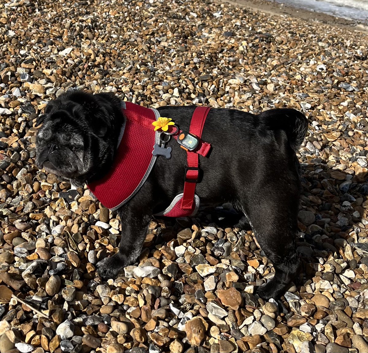 Santi 🐶 bossing her ⁦⁦⁦@mariecurieuk⁩ daffodil pin this March - you can get the iconic pin from hundreds of amazing volunteers collecting ⁦@Morrisons⁩ now 💛 #greatdaffodilappeal