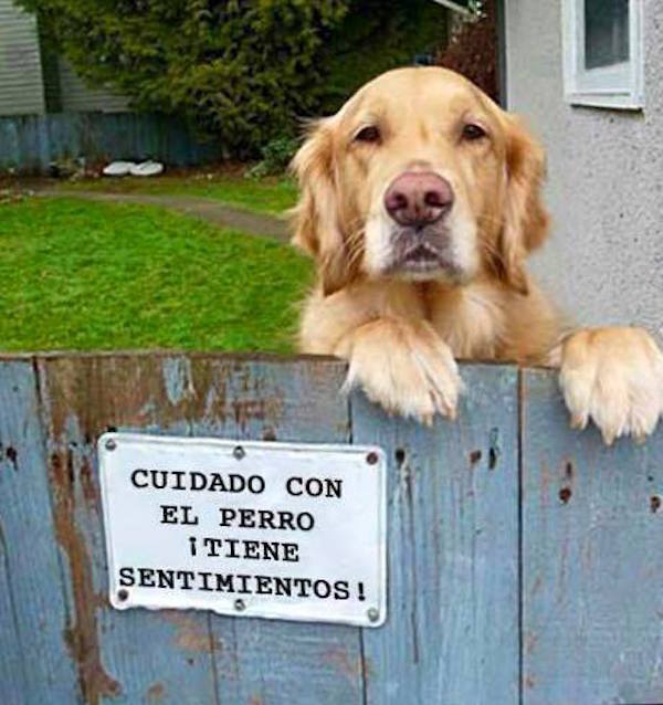 EcoInventos's tweet photo. ¡Cuidado con el perro! 🐶 https://t.co/tup5i4BAga
