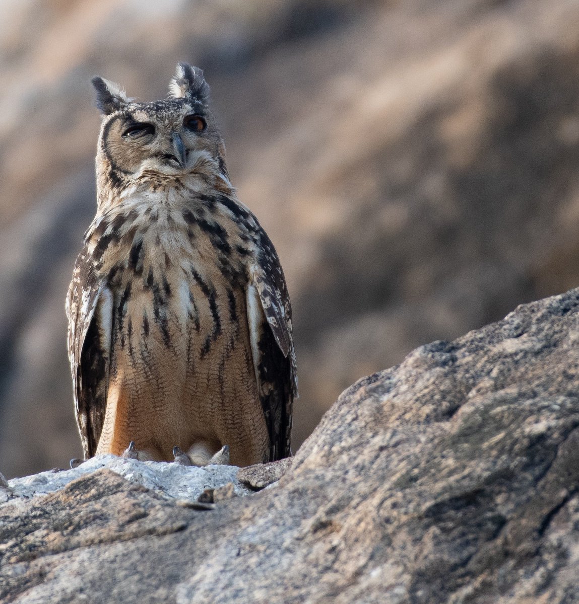Indian eagle owl

#koonthankulambirdsanctuary #koonthankulam #eagleowl #wildlifephotography #birdphotography #BirdsOfTwitter #tamilnadu #Owl #photographylovers