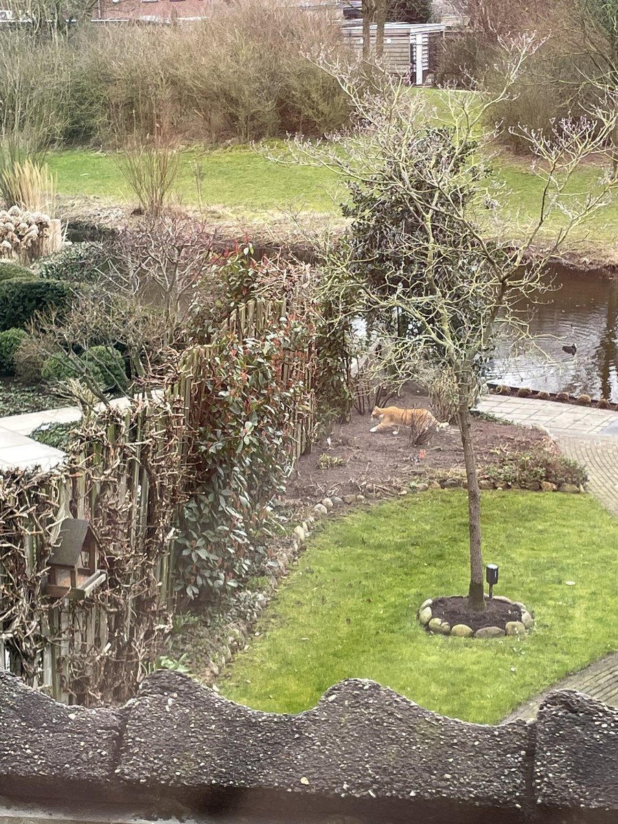 Wie zijn #huisdier houd voor zijn eigen #plezier koester hem/haar dan ook daarvoor. Dus, houd hem lekker binnen zodat deze regelmatige bezoeker van onze tuin de boel niet meer #verstoord en #vervuild. 
Dank u! #kattenoverlast #rovers