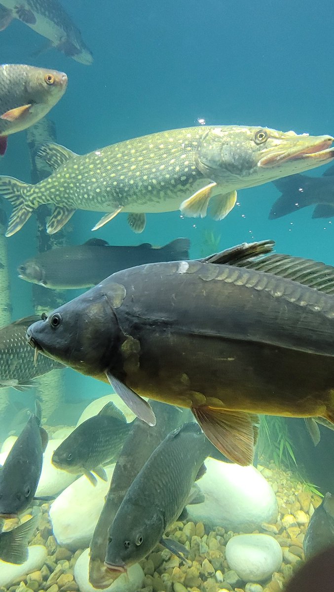 FishnaticApp tweet picture