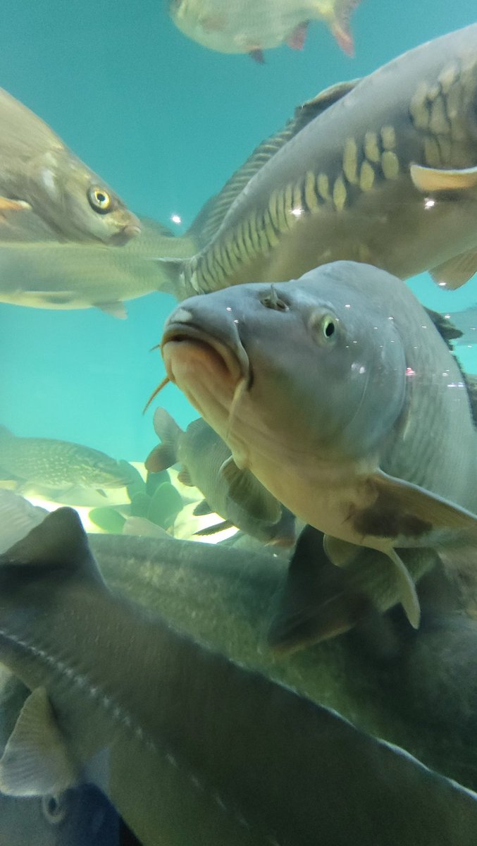 FishnaticApp tweet picture