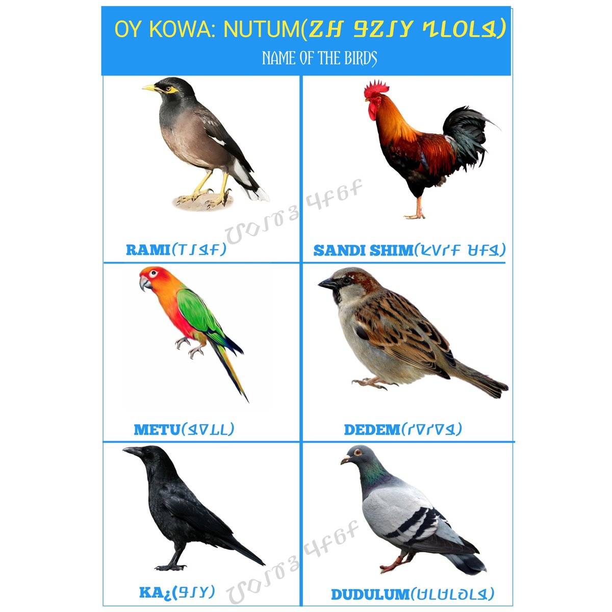 NauruSirka's tweet photo. NAME OF THE BIRDS- 𑢩𑢥 𑢬𑢩𑢡𑢤 𑢳𑢣𑢵𑢣𑢶-OY KOWA?¿ NUTUM-ओय कोव: न���तुम
________________________________
#𑢺𑣁𑣌𑣉𑢷𑣉𑣔𑣜𑣁
#𑢬𑢩𑢷𑢩𑢼𑢾𑢬𑢶
#𑢹𑣗𑣁𑣜𑣊𑢯𑣂𑣕𑣂
#adiwasilanguage
#learnwarangchiti
#savewarangchiti
#HoScript
#WarangChiti
#languagelover https://t.co/1nOHCZ3HkD