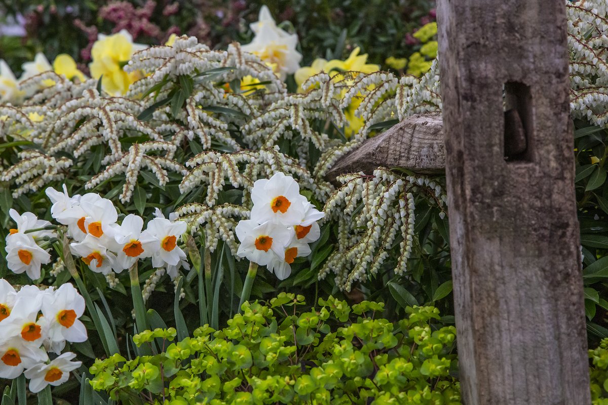 Happy Saturday! 
Have a wonderful day everyone! 
Sending some spring time vibes to all of you 💐🧡💛💚

#flowerpower #naturelovers #beautifulgardens #GardeningTwitter #gardenideas