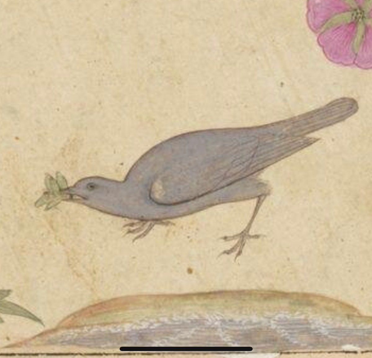 Looking for botanicals - and finding this painting of jungle babblers (turdoides striata), a common Indian, grey-coloured, insect-eating bird. Love how the lower bird has been rendered with a green grasshopper in its beak.