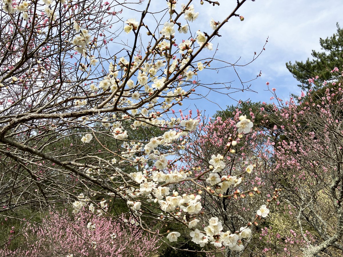 tooru_917's tweet photo. 今年も梅の季節になりました。 https://t.co/woEqSX5nNR