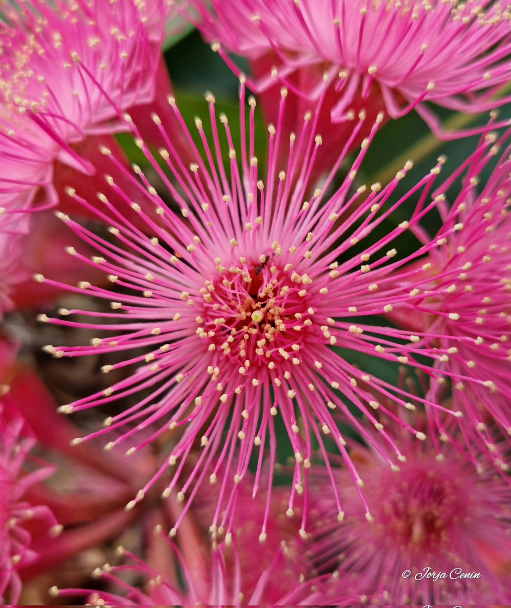 Is Corymbia ptychocarpa your #Eucalyptoftheyear? #wildflowerhour #flowers #beautiful