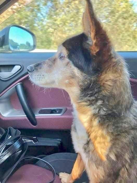 CuoreIschitano's tweet image. Vedere la vita per la prima volta.
Dopo 14 anni lascia il canile.
In macchina, durante il percorso che la portava a casa, ha osservato immobile il mondo esterno a lei finora sconosciuto...
Aprite le gabbie, regalate la vita 🙏🐾❤️