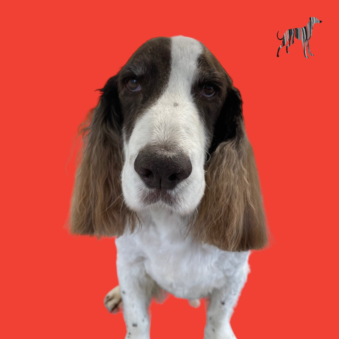 BlenheimandBlue's tweet photo. #blenheimandblue #doggrooming #dogsofinstagram #doggroomer #alfreton #matlock #crich #dog #doglover #doglyness #puppy #puppiesofinstagram #pup #dogsoftwitter https://t.co/FZP6HGoOFG