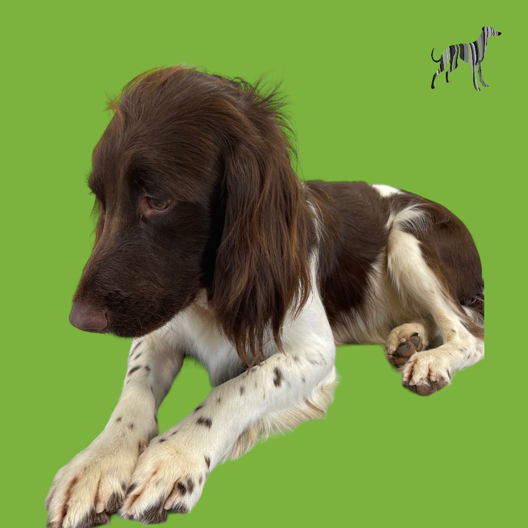 BlenheimandBlue's tweet photo. #blenheimandblue #doggrooming #dogsofinstagram #doggroomer #alfreton #matlock #crich #dog #doglover #doglyness #puppy #puppiesofinstagram #pup #dogsoftwitter https://t.co/FZP6HGoOFG