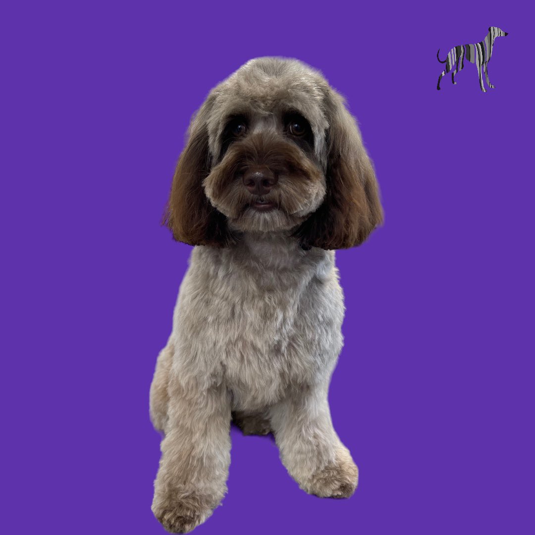 BlenheimandBlue's tweet photo. #blenheimandblue #doggrooming #dogsofinstagram #doggroomer #alfreton #matlock #crich #dog #doglover #doglyness #puppy #puppiesofinstagram #pup #dogsoftwitter https://t.co/FZP6HGoOFG