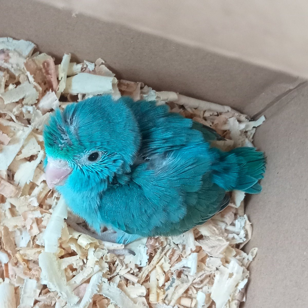 𝐦𝐚𝐧𝐦𝐡𝐨𝐤 tweet media