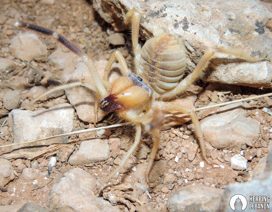 HerpingLebanon's tweet photo. One of the largest #arachnids in Lebanon: Solifugae.
#herpinglebanon #arachnidsoflebanon #solifugae
#arachnid
#CamelSpiders
#spider 
https://t.co/M3gpUuSnsx https://t.co/E0j1sTO890