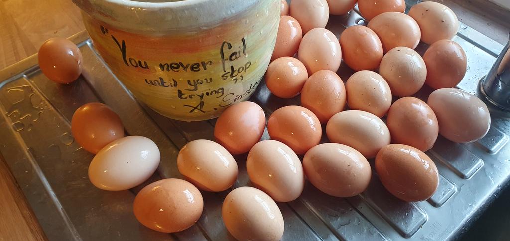 These hen's are machines!!! Reared on the <a href="/KiernanMilling/">Kiernan Milling</a> free range layers pellets supplied by <a href="/stor_an/">An Stór</a> ... 🐔🐔