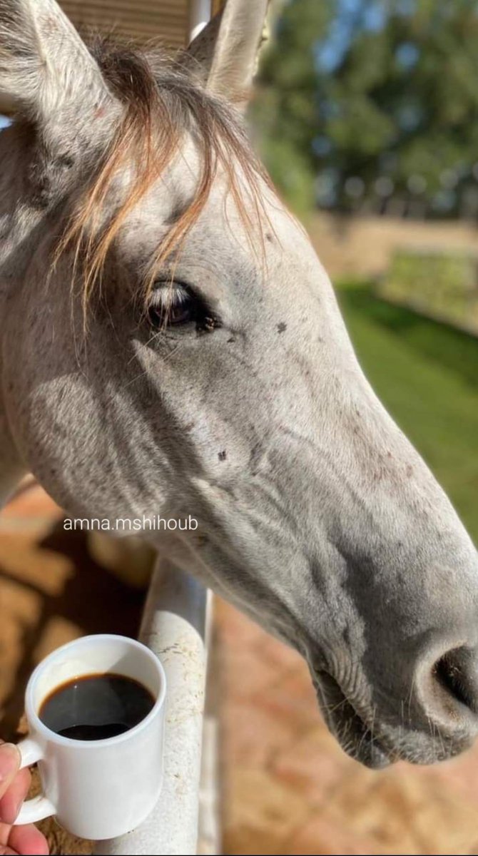 الناس يشوفولك الصبح شبحة متع و كانك انت اللي منوضهم من النوم !🥲
يسعدلي صباحككم ويومكم قنين♥