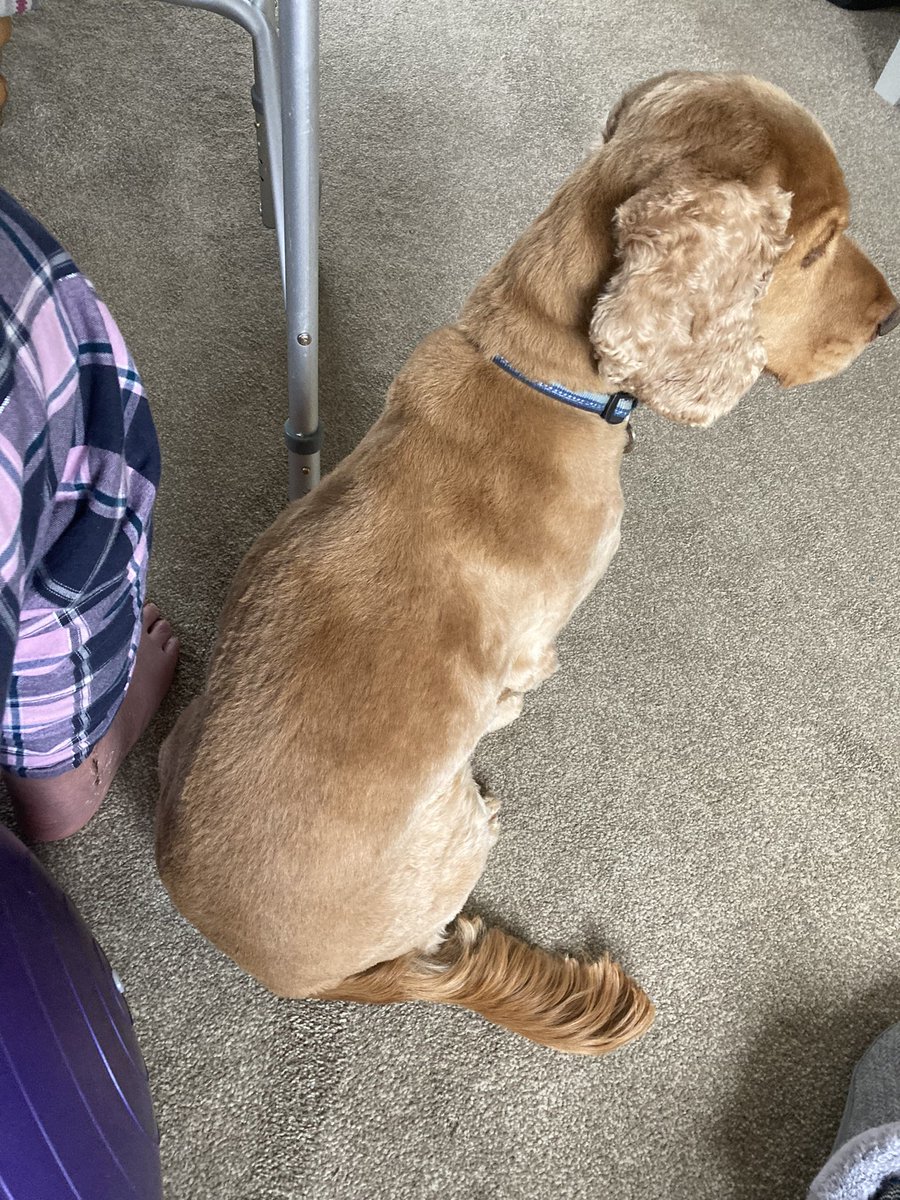 Heather McLellan (@heatherkm22) on Twitter photo Cast off!! 🎉
Let the #rehab commence 🦵
Supervisor busy looking for someone else - unimpressed as real walking remains insufficient for his requirements 🤣 🐕 #rehabmatters <a href="/designed2moveuk/">Designed2Move</a>
Thanks to <a href="/UHDBTrust/">University Hospitals of Derby and Burton NHS FT</a> esp registrar who told me all about the importance of #physio 🤣 Cast off!! 🎉
Let the #rehab commence 🦵
Supervisor busy looking for someone else - unimpressed as real walking remains insufficient for his requirements 🤣 🐕 #rehabmatters <a href="/designed2moveuk/">Designed2Move</a>
Thanks to <a href="/UHDBTrust/">University Hospitals of Derby and Burton NHS FT</a> esp registrar who told me all about the importance of #physio 🤣