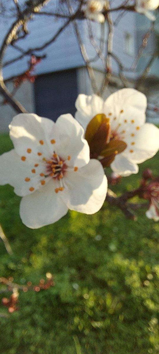 adjuntoausente's tweet photo. Sprint for spring.
#ComparteTuPaseo https://t.co/Iz6mCN1Sa3